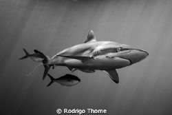 Silky Shark in a new "shark adventure" developed by Stuar... by Rodrigo Thome 